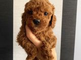 Irk Garantili Toypoodle Bebekler