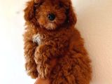 Red Toy Poodle Erkek
