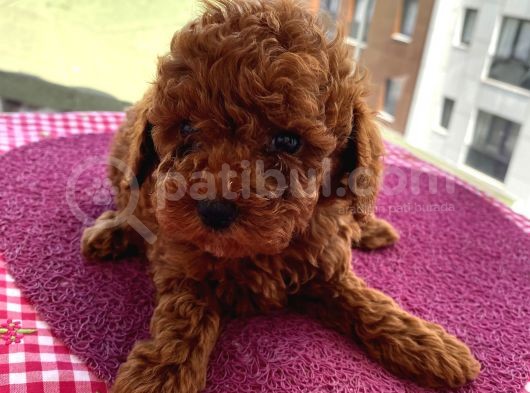 En Mükemmel Toypoodle Bebekler Bizdeee görsel