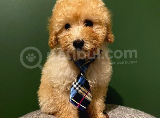 Irk Garantili Toypoodle Bebekler görsel
