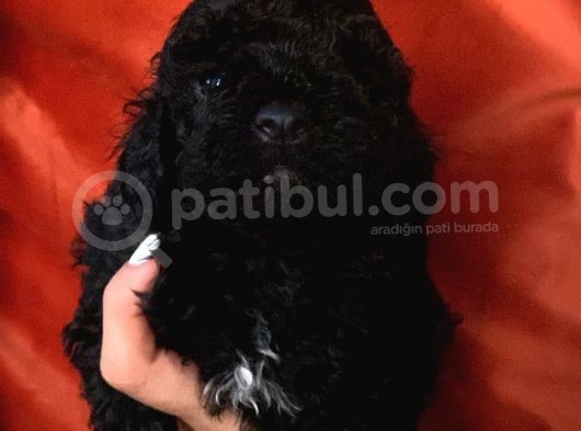 Apricot Red Black Red Brown Toypoodle Bebekler görsel