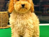 Toy Poodle Dişi