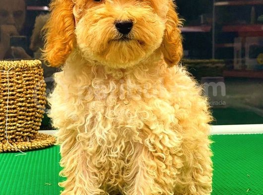 Toy Poodle Dişi görsel