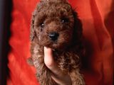 Apricot Red Black Red Brown Toypoodle Bebekler