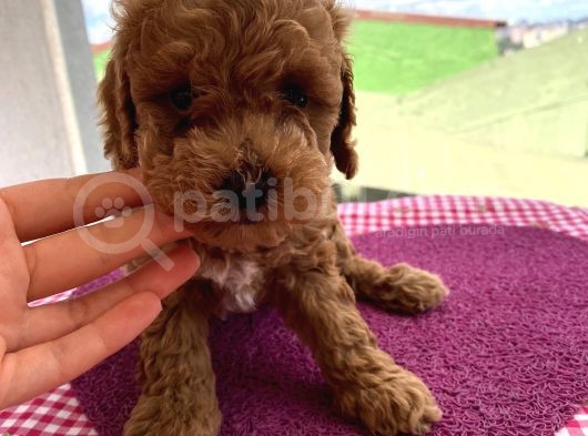 En Mükemmel Toypoodle Bebekler Bizdeee görsel