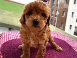 En Mükemmel Toypoodle Bebekler Bizdeee