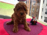 Apartman Yaşantısı İçin En İdeal Toypoodle Bebekler