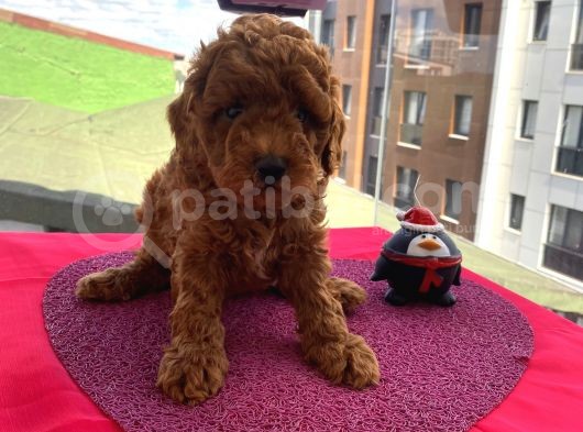 Apartman Yaşantısı İçin En İdeal Toypoodle Bebekler görsel