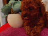 Safkan Ve Korekan Toypoodle Bebekler