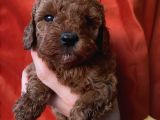 Apricot Red Black Red Brown Toypoodle Bebekler