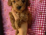 Irk Garantili Toypoodle Bebekler
