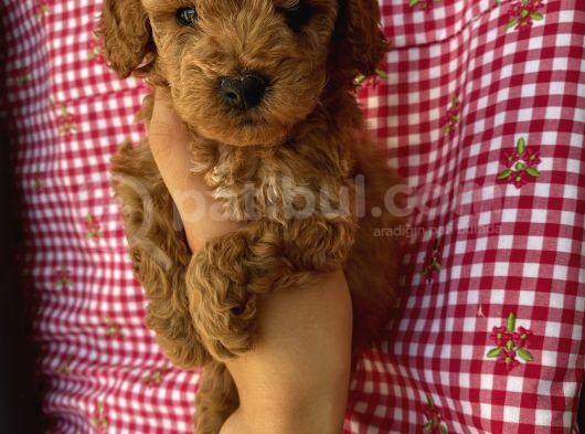 Irk Garantili Toypoodle Bebekler görsel