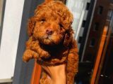 Mükemmel Toypoodle Bebekler