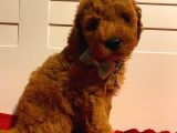 Muhteşem Toypoodle Bebeklerr