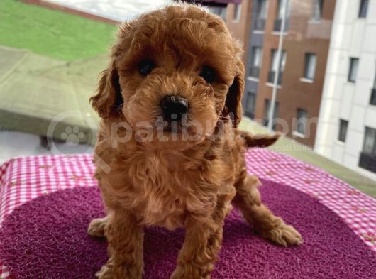 En Mükemmel Toypoodle Bebekler Bizdeee görsel