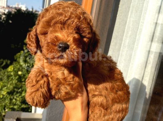 Karamelll.toypoodle ‘In Bebekleriiiiii görsel