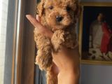 Ev Ortamında Toypoodle Bebekler