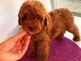 Ev Ortamında Toypoodle Bebekler