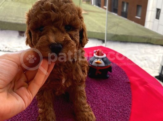 En Mükemmel Toypoodle Bebekler Bizdeee görsel