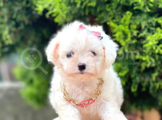 Sevimli Maltese Terrier görsel