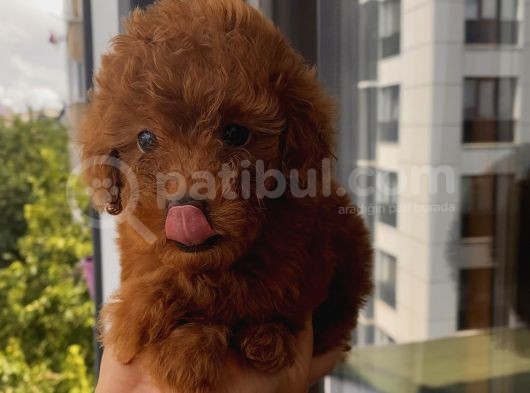 Karamelll.toypoodle ‘In Bebekleriiiiii görsel