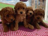 Ev Ortamında Doğup Büyüyen Toypoodle Bebekler