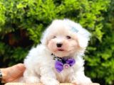 Sevimli Maltese Terrier