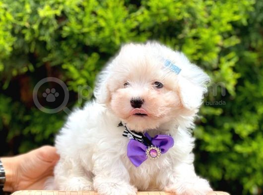 Sevimli Maltese Terrier görsel