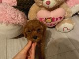 Sağlık Ve Ömür Boyu Irk Garantili Poodle Yavrular