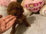Sağlık Ve Ömür Boyu Irk Garantili Poodle Yavrular