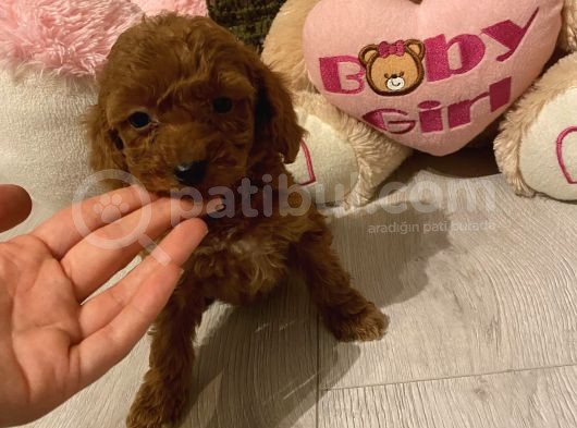 Sağlık Ve Ömür Boyu Irk Garantili Poodle Yavrular görsel