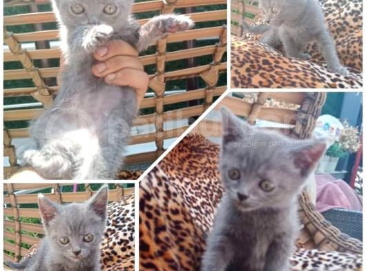 2 Dişi 1 Erkek A Kalite Dik Kulak Yavrular görsel