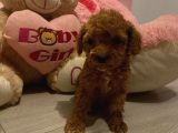Sağlık Ve Ömür Boyu Irk Garantili Poodle Yavrular