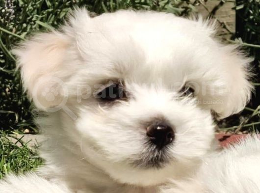 Harika Maltese Bebekler görsel