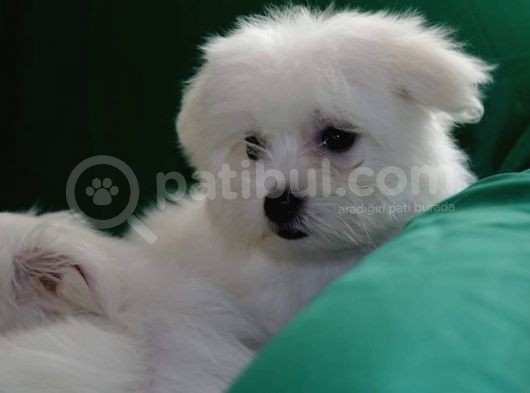Harika Maltese Bebekler