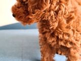 Oyuncak Kaniş Yavru Köpekler