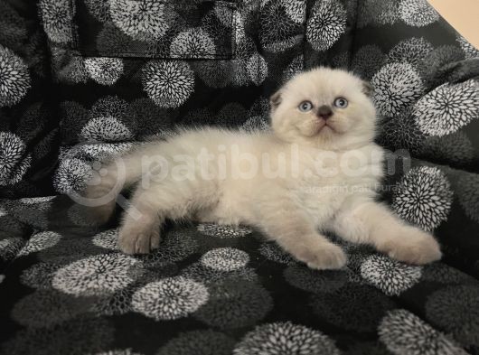 Efsane Scotti̇sh Fold Bluepoi̇nt görsel