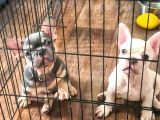 Saglik Garantili Ev Ortaminda Exotic French Bulldog