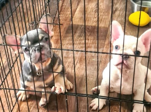 Saglik Garantili Ev Ortaminda Exotic French Bulldog görsel