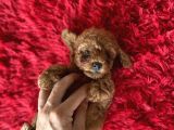 Toy Poodle Kahverengi Orjinal Garantili Safkan Her Bütçeye Uygun