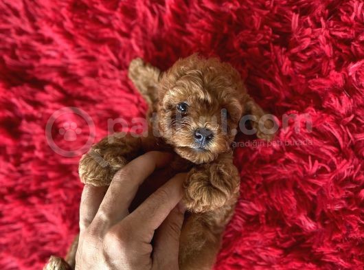 Toy Poodle Kahverengi Orjinal Garantili Safkan Her Bütçeye Uygun görsel