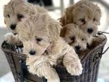 Maltipoo Mix Irk Sevimli Yavrular