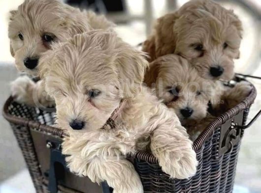 Maltipoo Mix Irk Sevimli Yavrular görsel