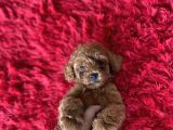 Toy Poodle Kahverengi Orjinal Garantili Safkan Her Bütçeye Uygun