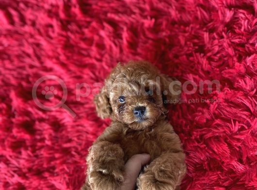 Toy Poodle Kahverengi Orjinal Garantili Safkan Her Bütçeye Uygun görsel