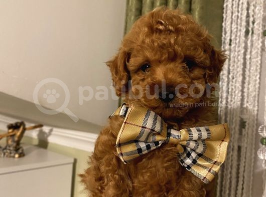 Ev Ortamında Toypoodle Bebekler görsel