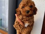 Ev Ortamında Toypoodle Bebekler