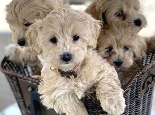 Maltipoo Mix Irk Sevimli Yavrular