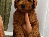 Ev Ortamında Toypoodle Bebekler