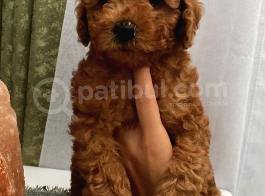 Ev Ortamında Toypoodle Bebekler görsel